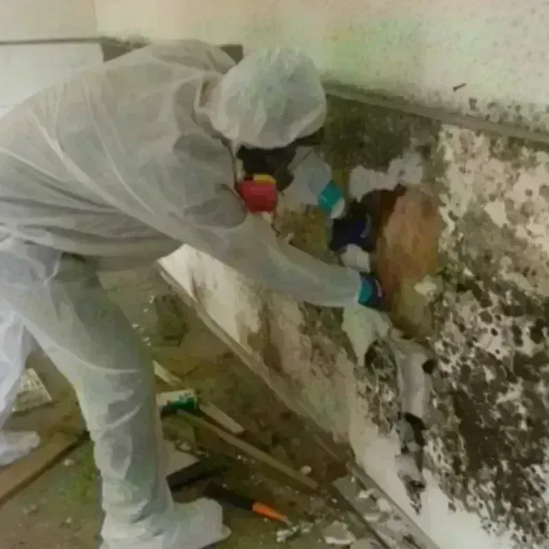 Mold Remediation and Removal in Eliot, ME